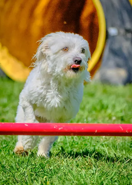 Kırmızı kenarlı beyaz ve kahverengi bir köpek.