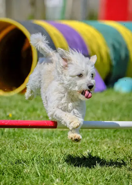 Parktaki sevimli köpek.