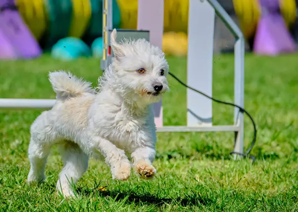 Köpek çeviklik alıştırması yapıyor. Rekabet. Spor malzemeleri.