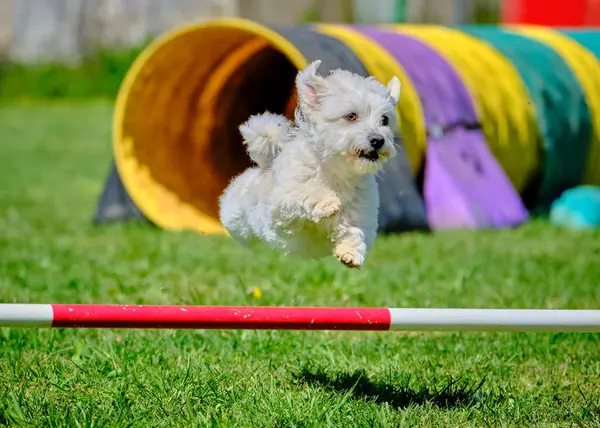 Köpek çeviklik alıştırması yapıyor. Rekabet. Spor malzemeleri.