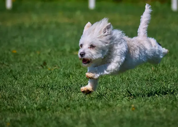 Bahçedeki çimlerin üzerinde koşan sevimli köpek.