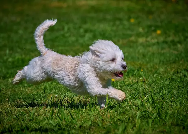 Beyaz köpek bahçede koşar, tatlım.