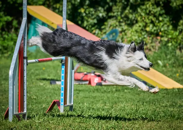 Köpek çeviklik alıştırması yapıyor. Rekabet. Spor malzemeleri.