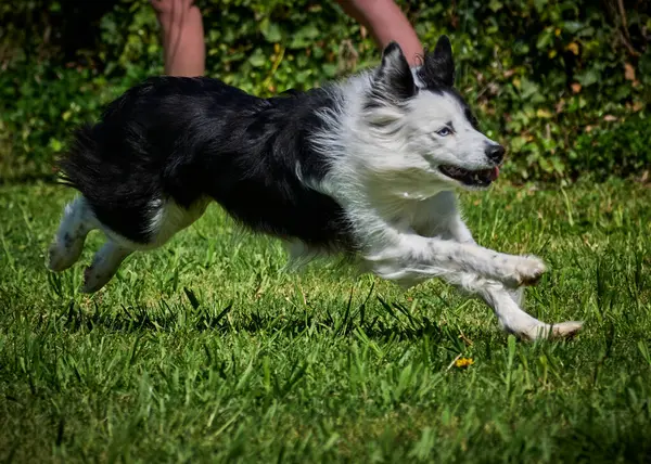 Köpek çeviklik alıştırması yapıyor. Rekabet. Spor malzemeleri.