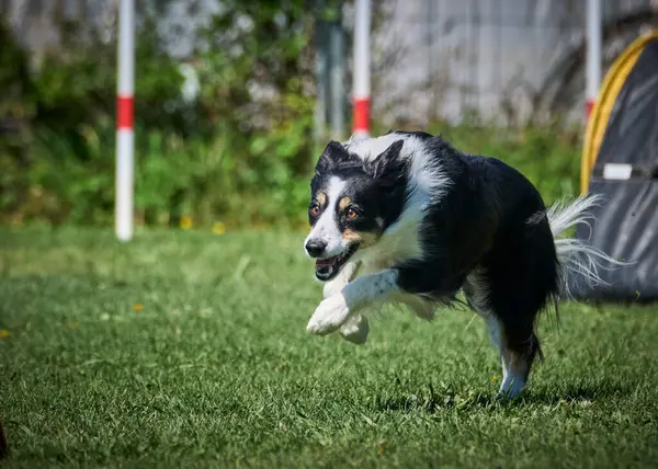 Köpek çeviklik alıştırması yapıyor. Rekabet. Spor malzemeleri.