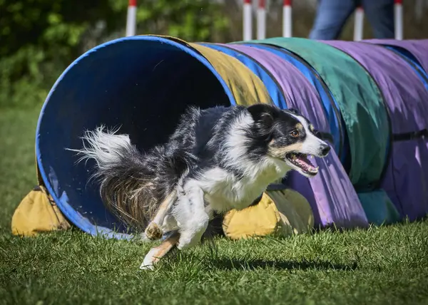 hudut çoban köpeği çeviklikten geçiyor