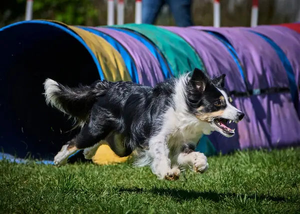 Köpek çeviklik alıştırması yapıyor. Rekabet. Spor malzemeleri.