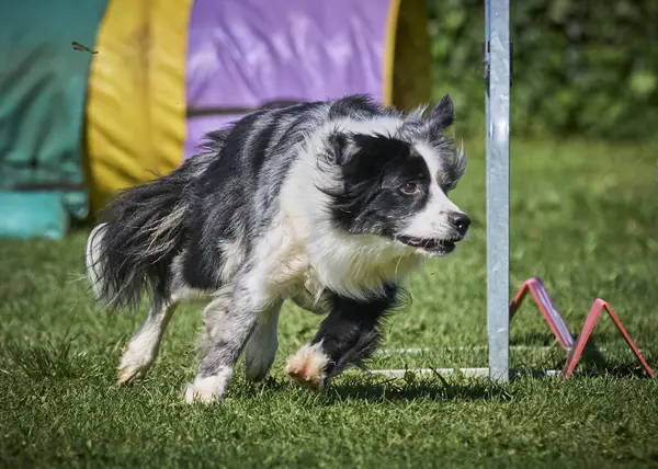 Köpek çeviklik alıştırması yapıyor. Rekabet. Spor malzemeleri.