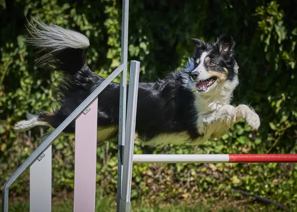 Köpek çeviklik alıştırması yapıyor. Rekabet. Spor malzemeleri.