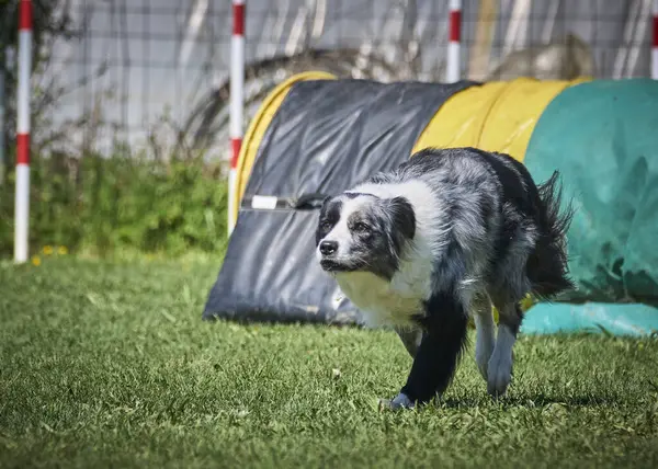 Köpek çeviklik alıştırması yapıyor. Rekabet. Spor malzemeleri.