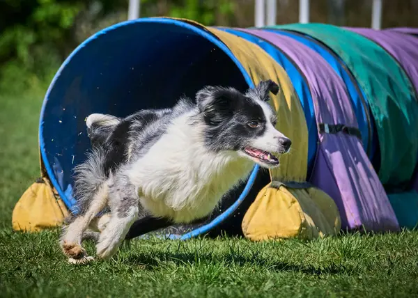 Çeviklik içinde sınır köpeği