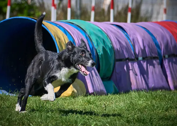 Köpek çevikçe koşuyor.