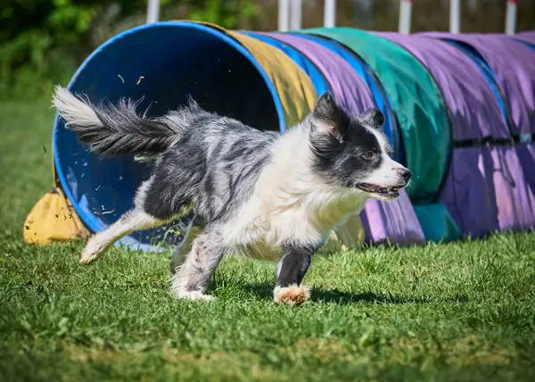 Köpek çeviklik alıştırması yapıyor. Rekabet. Spor malzemeleri.