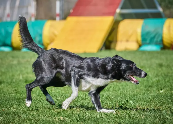 Köpek çeviklik alıştırması yapıyor. Rekabet. Spor malzemeleri.