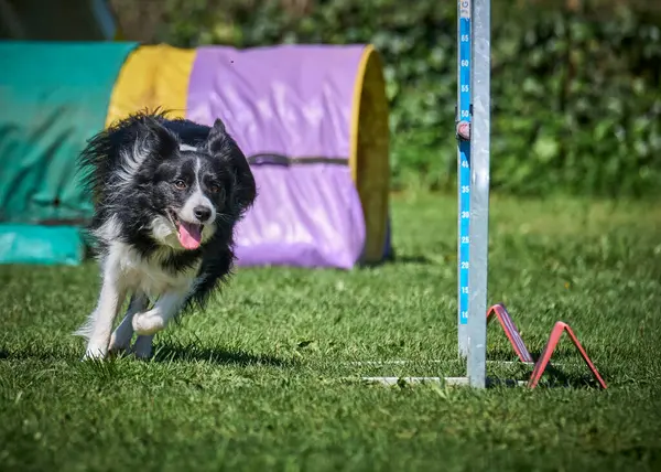Köpek çeviklik alıştırması yapıyor. Rekabet. Spor malzemeleri.