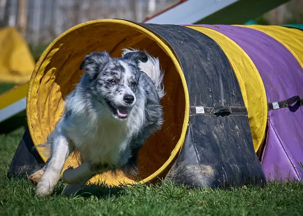 Çeviklik içinde çoban köpeği