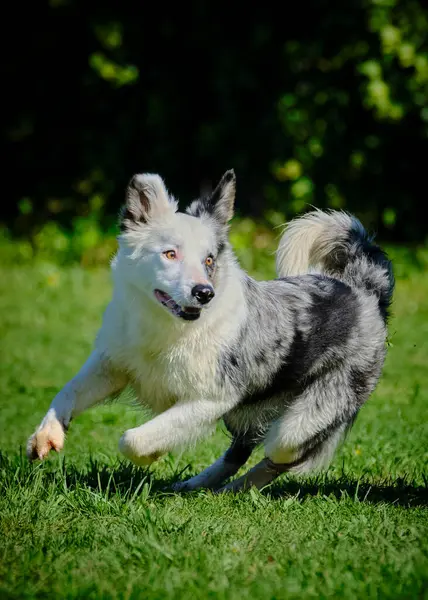 Köpek cins sınır köpeği.