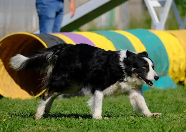 çalışan sınır collie köpek