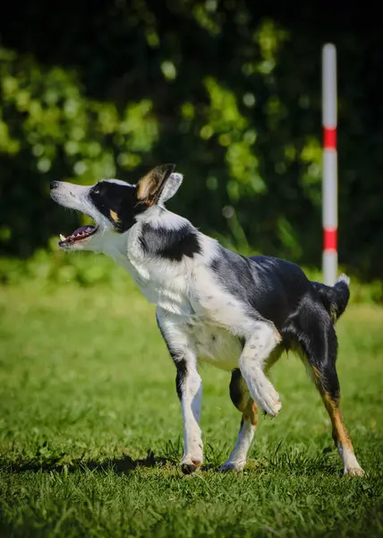 Köpek çeviklik alıştırması yapıyor. Rekabet. Spor malzemeleri.