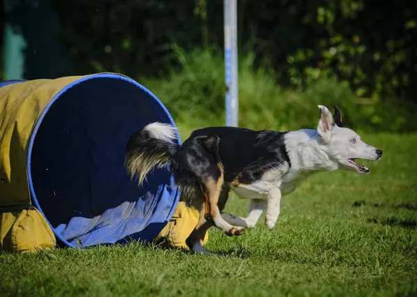 Köpek çeviklik alıştırması yapıyor. Rekabet. Spor malzemeleri.