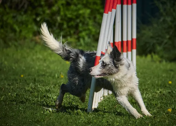 Çevikliği olan bir köpek.