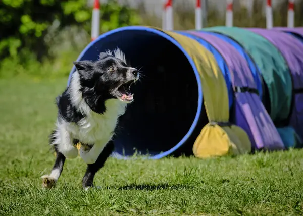 Köpek çeviklik alıştırması yapıyor. Rekabet. Spor malzemeleri.