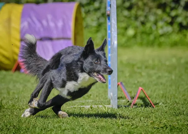 Köpek çeviklik alıştırması yapıyor. Rekabet. Spor malzemeleri.