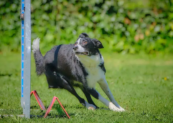 Köpek çeviklik alıştırması yapıyor. Rekabet. Spor malzemeleri.