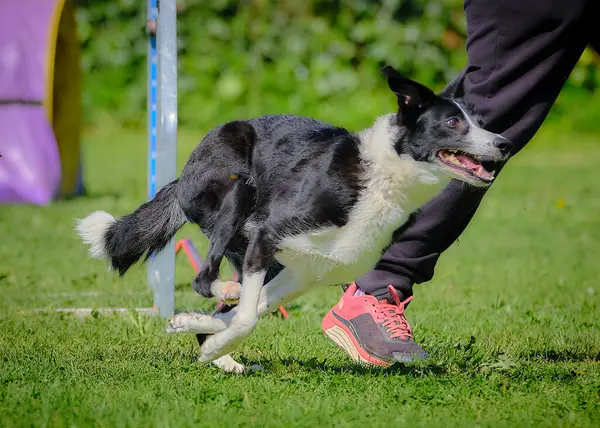 Köpek çeviklik alıştırması yapıyor. Rekabet. Spor malzemeleri.