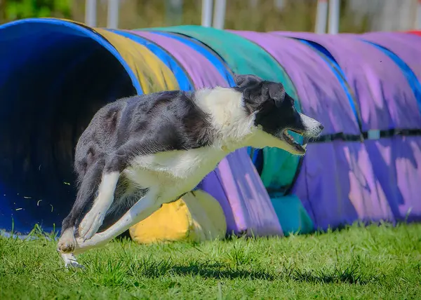 Köpek çeviklik alıştırması yapıyor. Rekabet. Spor malzemeleri.