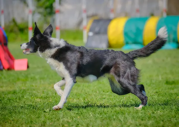 Köpek çeviklik alıştırması yapıyor. Rekabet. Spor malzemeleri.