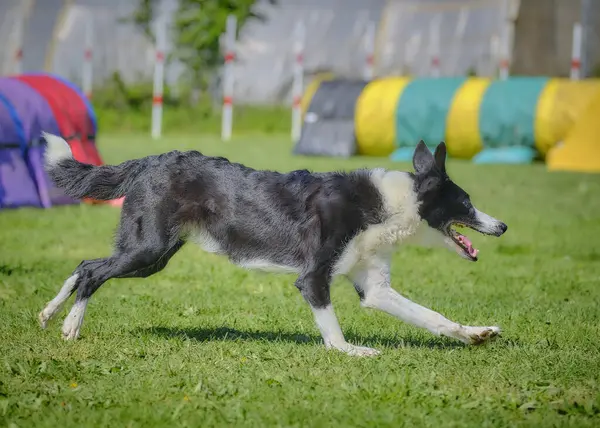 Köpek çeviklik alıştırması yapıyor. Rekabet. Spor malzemeleri.