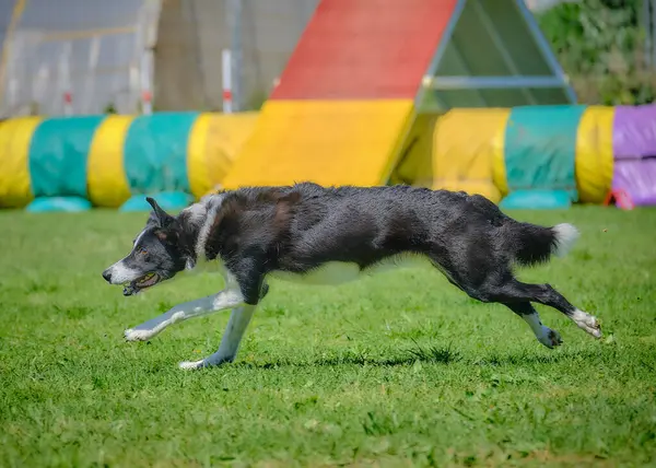 Köpek çeviklik alıştırması yapıyor. Rekabet. Spor malzemeleri.