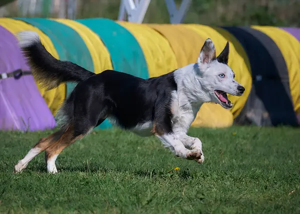 Bir köpek tarlada koşuyor.