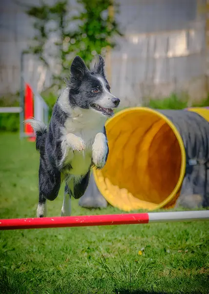 Sınır çoban köpeği çevikliği atlayışı