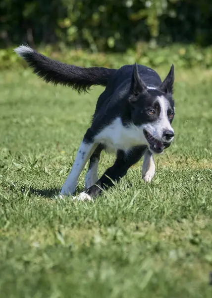 Siyah sınır köpeği yeşil çimlerde koşuyor..