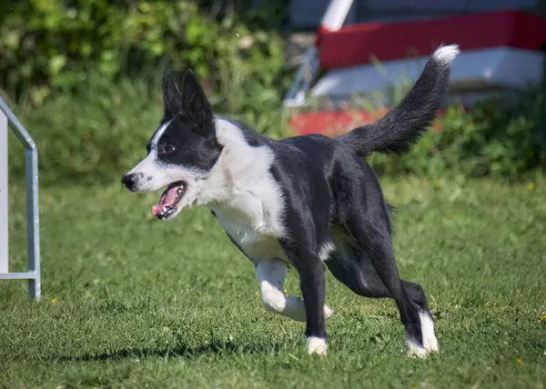 Köpek çeviklik alıştırması yapıyor. Rekabet. Spor malzemeleri.