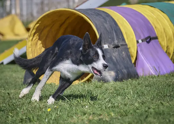 Köpek çeviklik alıştırması yapıyor. Rekabet. Spor malzemeleri.