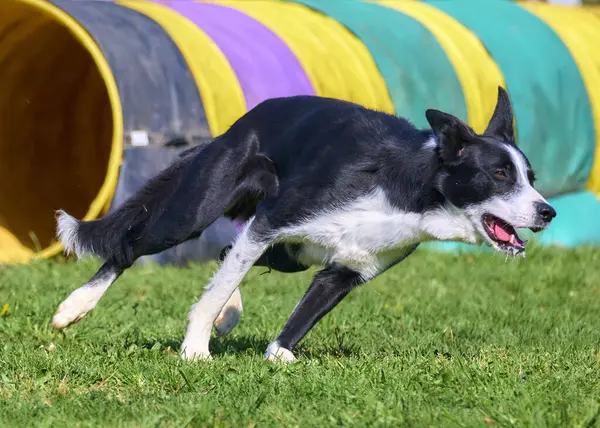 Çeviklik kursunun üzerinden atlayan bir çoban köpeği.