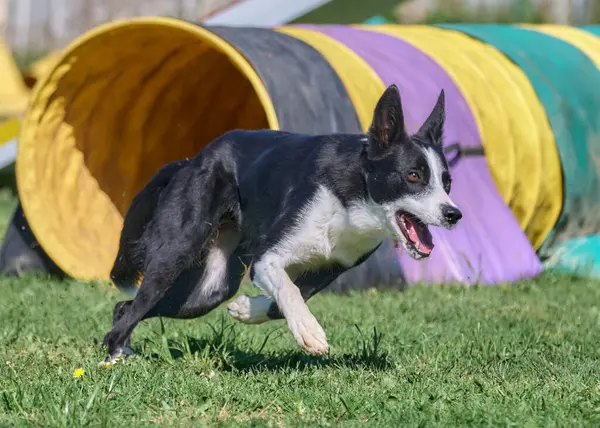 Köpek çeviklik alıştırması yapıyor. Rekabet. Spor malzemeleri.