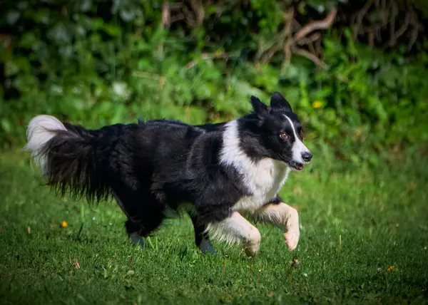 ormanda çalışan sınır collie