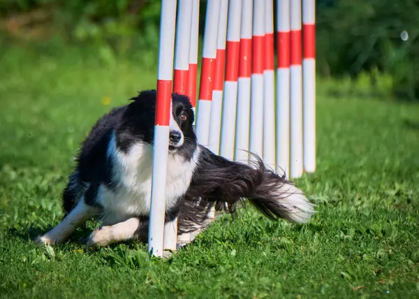 kenar kömür ocağı köpek Jumping