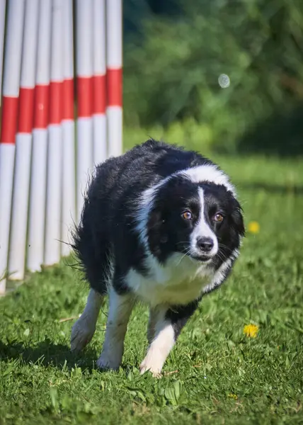 Sınır çoban köpeği çeviklik içinde koşuyor