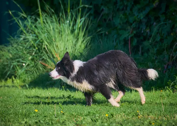 # Bahçedeki çoban köpeği #