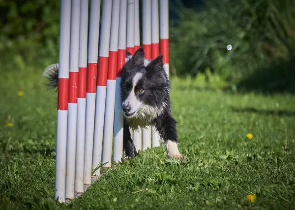 Collie border collie dog yeşil çimen alanında çeviklik yarışması düzenliyor