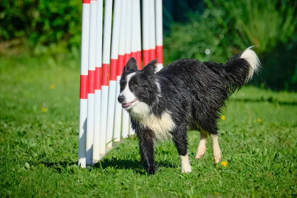 Köpek çeviklik alıştırması yapıyor. Rekabet. Spor malzemeleri.