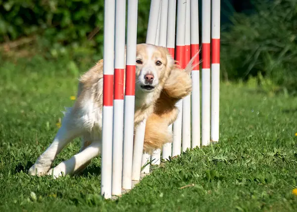 Golden retriever köpeği sopayla oynuyor