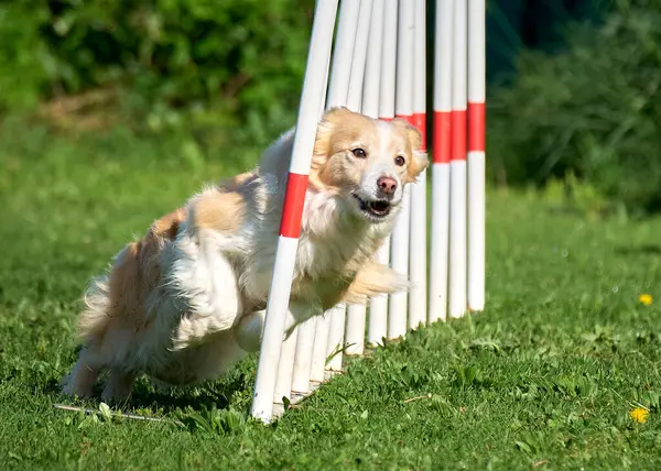 köpek çeviklik üzerine tarlada koşuyor