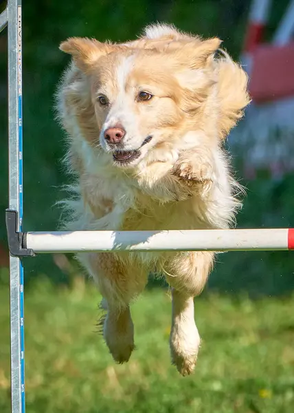 Köpek çevikliğin üzerine atlıyor.