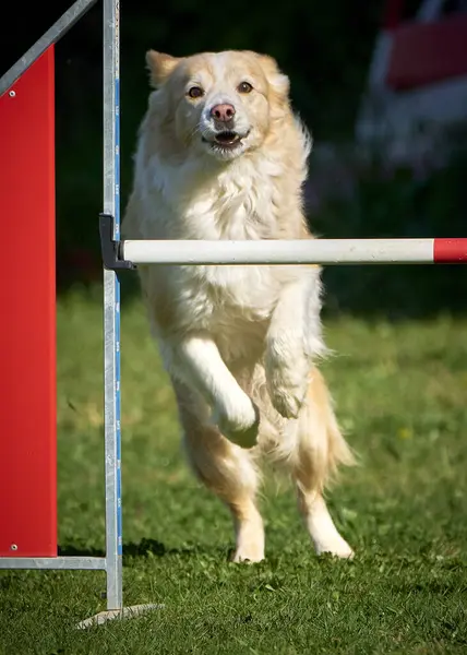 Köpek çevikliği. Çeviklik içinde zıplayan bir köpek.